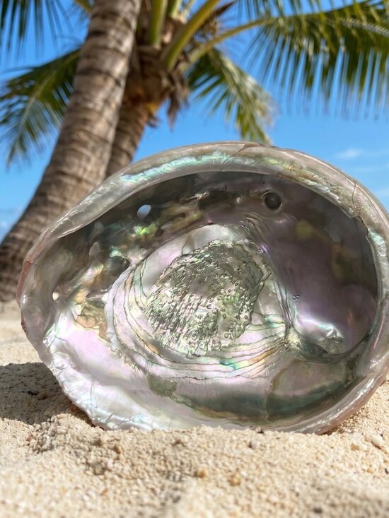 Other - Large 7.5 x 6" Red Abalone Haliotis Rufescens Shell,  medium/large